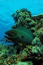 A really big moray eel- Red Sea Royalty Free Stock Photo