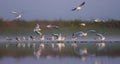Big morning group of Black-headed Gulls in autumn and winter feathers sits and flies on small stripe of land of pond Royalty Free Stock Photo