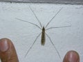 A big mosquito perched on a white wall. Royalty Free Stock Photo