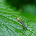 Big mosquito(Culicidae)