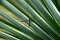Big mosquito on a green palm leaf Royalty Free Stock Photo