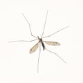 Big Mosquito macro over white Royalty Free Stock Photo