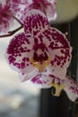 pink and white moth orchid Royalty Free Stock Photo