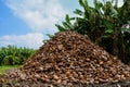 Big mountain of coconut`s shells Royalty Free Stock Photo