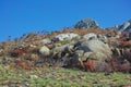 Big mountain and large rocks in beautiful green and brown wild grass and trees with blue sky in the background Royalty Free Stock Photo