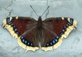 big mourning butterfly on a gray background, Royalty Free Stock Photo