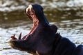 Big Mouth Hippo Royalty Free Stock Photo