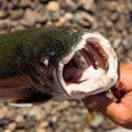 Big Mouth of Lake Trout (Salvelinus namaycush)