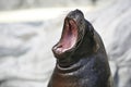 Big mouthed sea lion