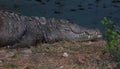 big mugger or marsh or fresh water crocodile (crocodylus palustris) resting on the bank of river Royalty Free Stock Photo