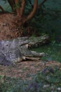 big mugger or marsh or fresh water crocodile (crocodylus palustris) resting on the bank of river Royalty Free Stock Photo