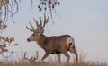 Big Mule Deer Buck Royalty Free Stock Photo