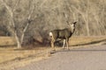 Big mule deer buck Royalty Free Stock Photo