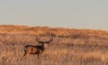 Big Mule Deer Buck in Fall in Colorado Royalty Free Stock Photo