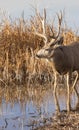 Mule Deer Buck in Colorado in Autumn Royalty Free Stock Photo