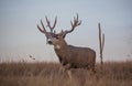Big Mule Deer Buck in Fall Royalty Free Stock Photo