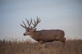 Big Mule Deer Buck in the Fall Rut Royalty Free Stock Photo
