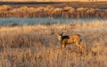 Mule Deer Buck in Fall in Colorado Royalty Free Stock Photo