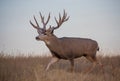 Mule Deer Buck in the Fall Rut Royalty Free Stock Photo