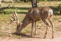 Big Mule Deer Buck in Forest Royalty Free Stock Photo