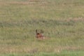 Big Mule Deer Buck in Grass Field Royalty Free Stock Photo