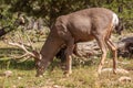 Big Mule Deer Buck Grazing Royalty Free Stock Photo