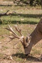 Big Mule Deer Buck Grazing Royalty Free Stock Photo
