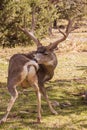 Big Mule Deer Buck Grooming Royalty Free Stock Photo