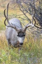 Big Mule deer buck in portrait vertical shot Royalty Free Stock Photo