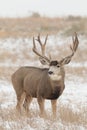 Big Mule Deer Buck Royalty Free Stock Photo