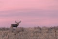 Big Mule Deer Buck at Sunset Royalty Free Stock Photo