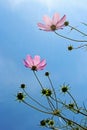 Cosmos flower in bloom