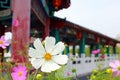 Cosmos flower by the park