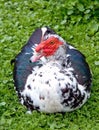 Big Muscovy duck