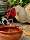 A big muscovy duck drinking water & looking at the camera. Royalty Free Stock Photo