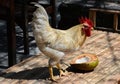 Strong white rooster watching his coconut.