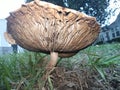 Big mushroom ant view spores Royalty Free Stock Photo