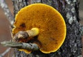 Big mushroom in detail