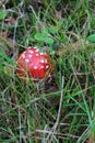 Big mushroom a fly agaric ( Amanita) growing Royalty Free Stock Photo
