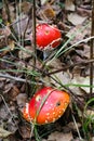 Big mushroom a fly agaric ( Amanita) growing Royalty Free Stock Photo