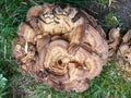 Big mushroom on grass Royalty Free Stock Photo