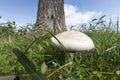Big mushroom Royalty Free Stock Photo