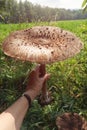 Big mushroom in hand Macrolepiota procera, the parasol mushroom Royalty Free Stock Photo