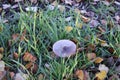 big mushroom in high grass
