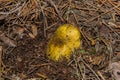 Big mushroom Horseman Tricholoma equestre growing in the sandy ground in pine forest, closeup.