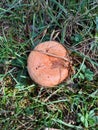 Big mushroom! rovellÃÂ³, nÃÂ­scalo, lactarius!!