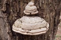 Big mushroom on a tree Royalty Free Stock Photo