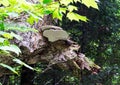 Big mushrooms attach on an old natural tree Royalty Free Stock Photo