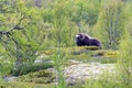 Big musk ox bull outdoors in the forest during springtime.