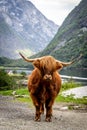 Big musk ox in its habitat, Natural landscape on the background Royalty Free Stock Photo